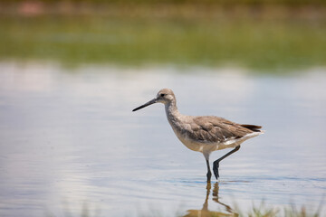 Close up view of Sand Piper shore bird.