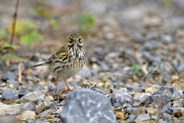 Meadow Pipit // Wiesenpieper (Anthus pratensis)