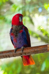 Female Eclectus Parrot