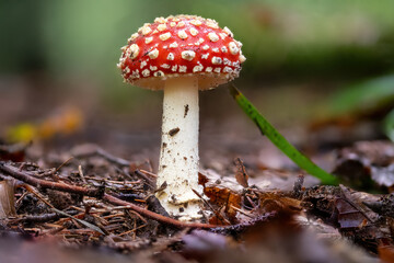 single fly agaric on the forest floor