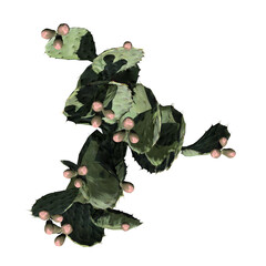 Prickly Pear Cactus Plant - Top View