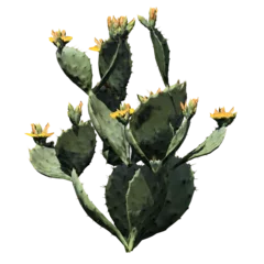 Foto op Plexiglas Cactus Prickly Pear Cactus Plant - Front View