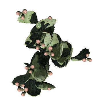 Prickly Pear Cactus Plant - Top View
