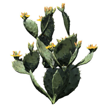 Prickly Pear Cactus Plant - Front View