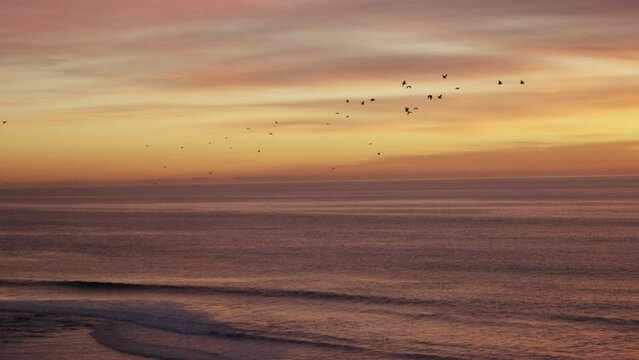 Flock of birds flying against orange and pink sky sunset RED 6K.R3D slow-motion pan right far shot. 83 FPS