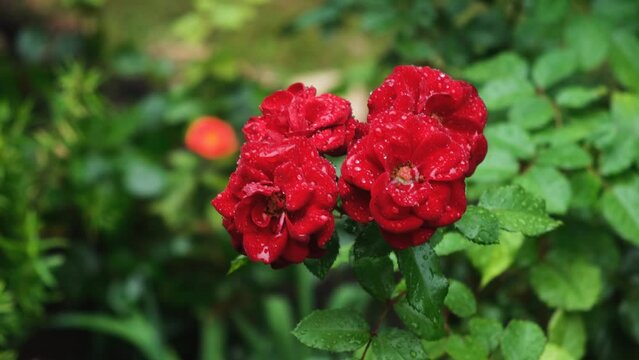 Rose rain falls on the petals and leaves. A cloudy summer day in the garden. Red roses bloomed in the flower bed. The concept of freshness, summer coolness, weather changes. Water drops close-up