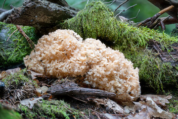 cauliflower fungus grows on the trunk of a pine tree in the moss © janny2