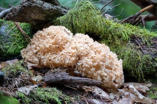 cauliflower fungus grows on the trunk of a pine tree in the moss