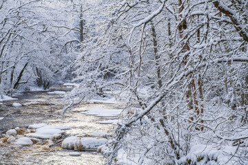 Frosty trees by a river in winter