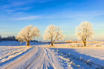 Winter road in the country with frost on the trees