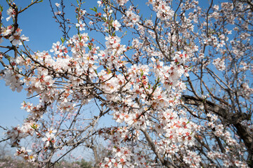An almond tree blooming with white flowers stands