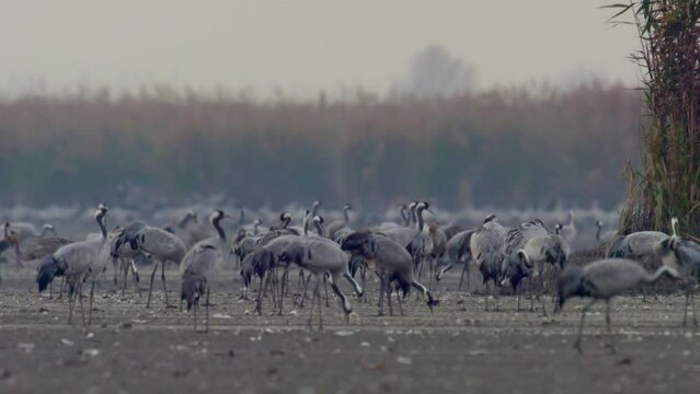 Common Cranes Feeding On A Field Slow Motion Image
