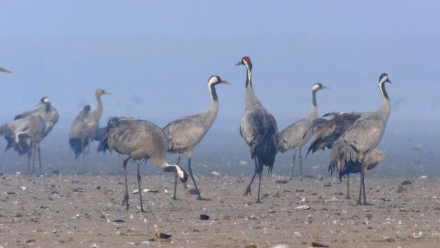 Cranes On A Field - Bird Family Slow Motion Image