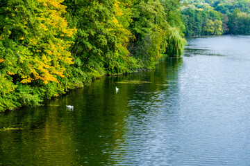 white swan in the river