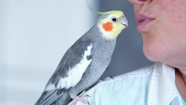 Freckled woman kisses playful talking parrot. Adult grey cockatiel with yellow crest sits on shoulder and pecks owner for lips, closeup