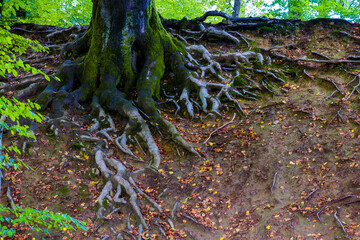 tree roots