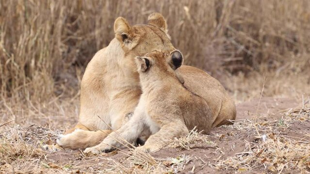 A lioness and her cub grooming one another before turning to look towards the camera in Mashatu, Botswana.