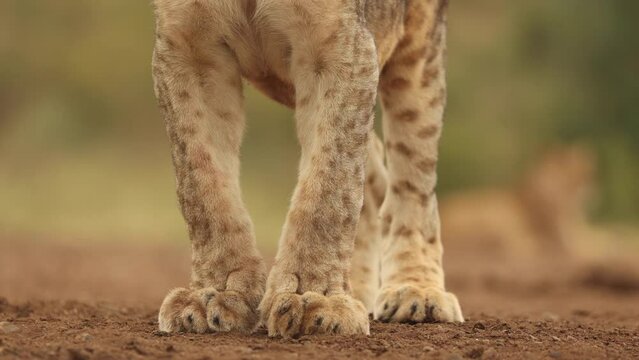 Cropped close-up of a lion cub's strong legs, paws and spotted fur at Zimanga, South Africa.