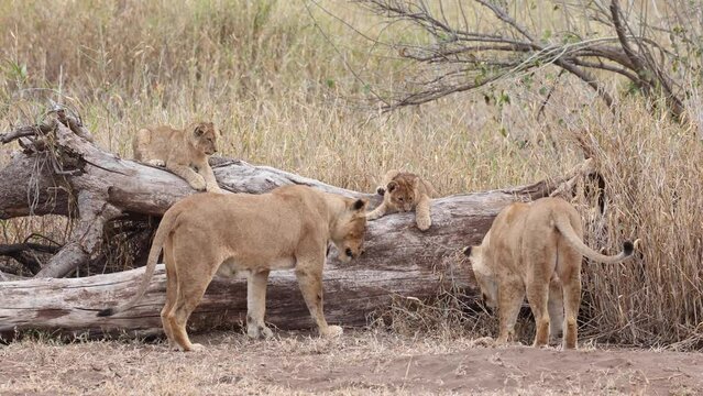 Two lionesses and cubs searching a fallen tree for a monitor lizard, Mashatu Botswana.