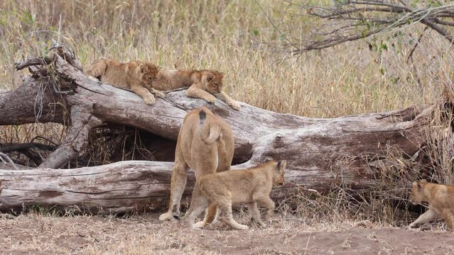A lioness and five cubs investigate a hidden creature in a fallen tree, Mashatu Botswana.