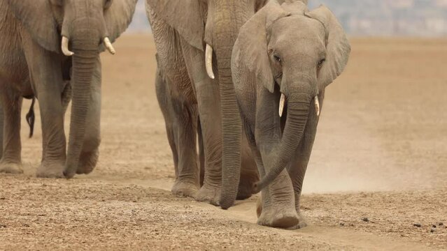 Cropped clip of a line of elephants and their young walking past the camera in Amboseli, Kenya.