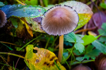 mushrooms in the forest