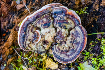 mushrooms in the forest