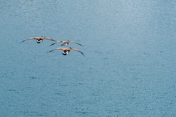 goose in flight