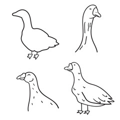 Set of gooses. Farm animals. Outline icons. Vector hand drawn illustrations.