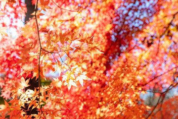 月の石もみじ公園の紅葉