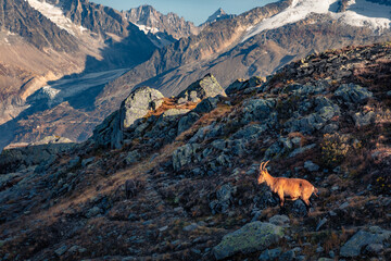 Alpine Ibex (Capra Ibex) in the Vallon de Berard National Park. Fantastic autumn scene of Graian...