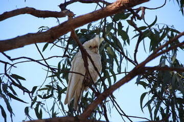 Little Corella (Cacatua sanguinea), Casey Fields, Cranbourne, Melbourne, Victoria, Australia.