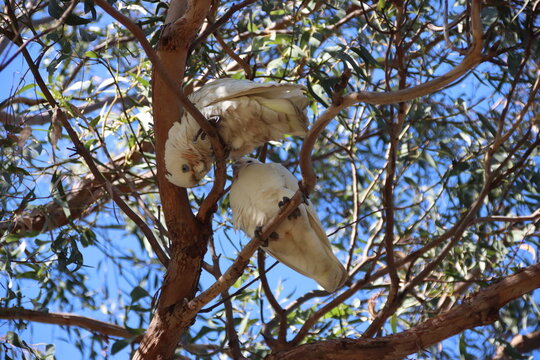 Little Corella (Cacatua Sanguinea), Casey Fields, Cranbourne, Melbourne, Victoria, Australia.