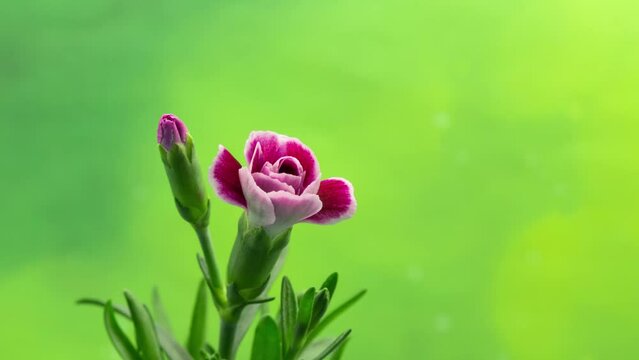 beautiful red spring flower blooming time lapse