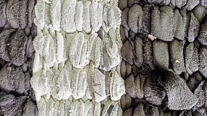 tree bark texture