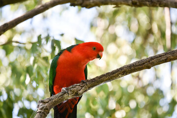 Male King Parrot