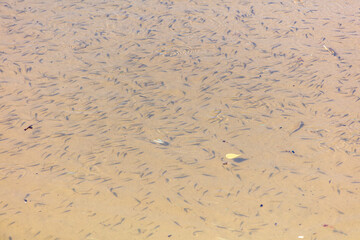 A flock of fish float on the surface of the water.