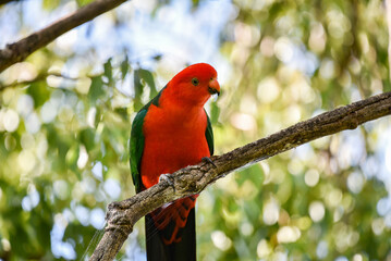 Male King Parrot