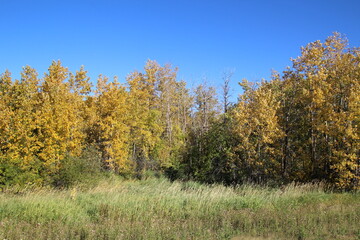 autumn trees in the park