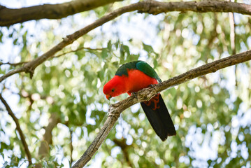 Male King Parrot