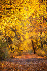 Beautiful autumn golden country road. Autumn landscape in the forest. Autumn frame background. Vertical image. Selective focus.