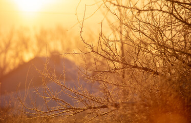 Bare tree branches in winter at sunset.