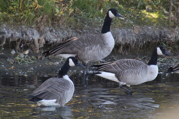 country goose on the beach