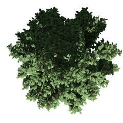 American Holly Tree - Top View