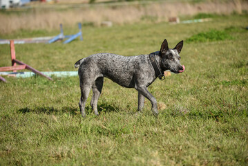 Australian Cattle Dog