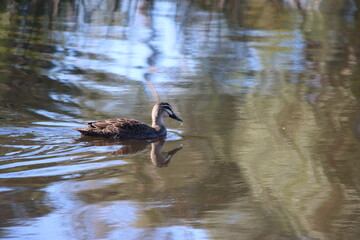Australian Wood Duck (Chenonetta jubata), Casey Fields Lake, Cranbourne, Melbourne, Victoria, Australia.