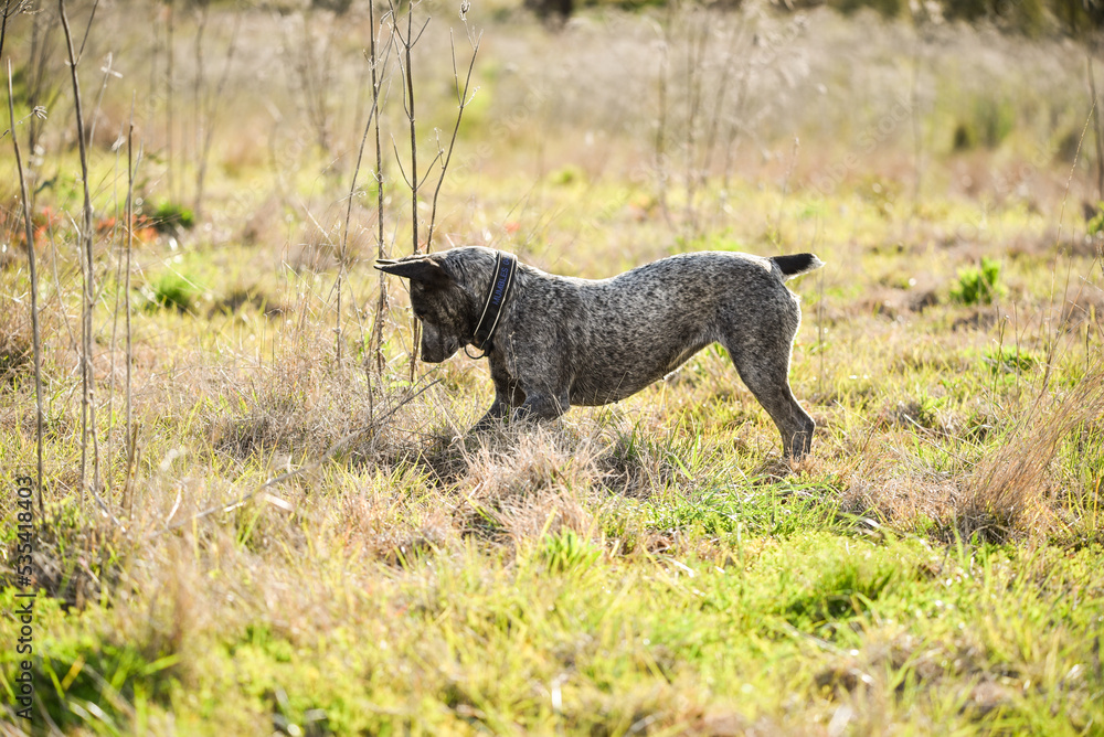 Wall mural Australian Cattle Dog