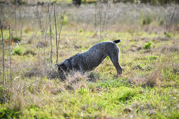 Australian Cattle Dog