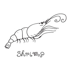 Shrimp.  Vector outline illustration. Hand drawn icon. 