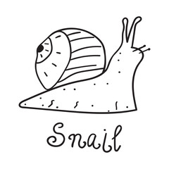 Snail. Outline vector illustration on white background.